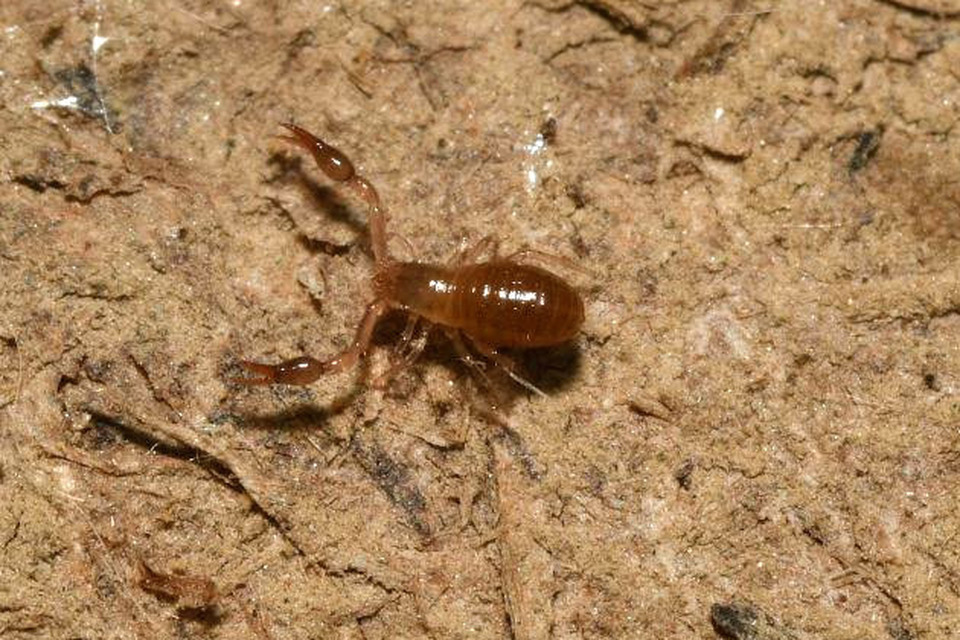 Pseudoscorpionida - Álskorpiók