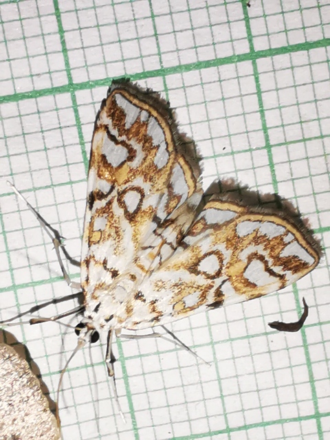 Elophila nymphaeata - tarka vízimoly
