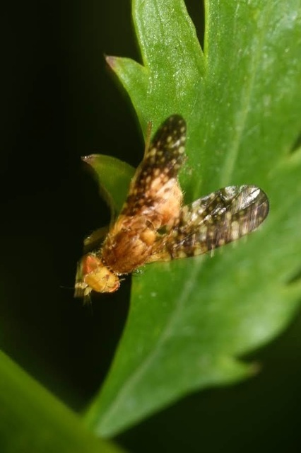 Oxyna parietina
