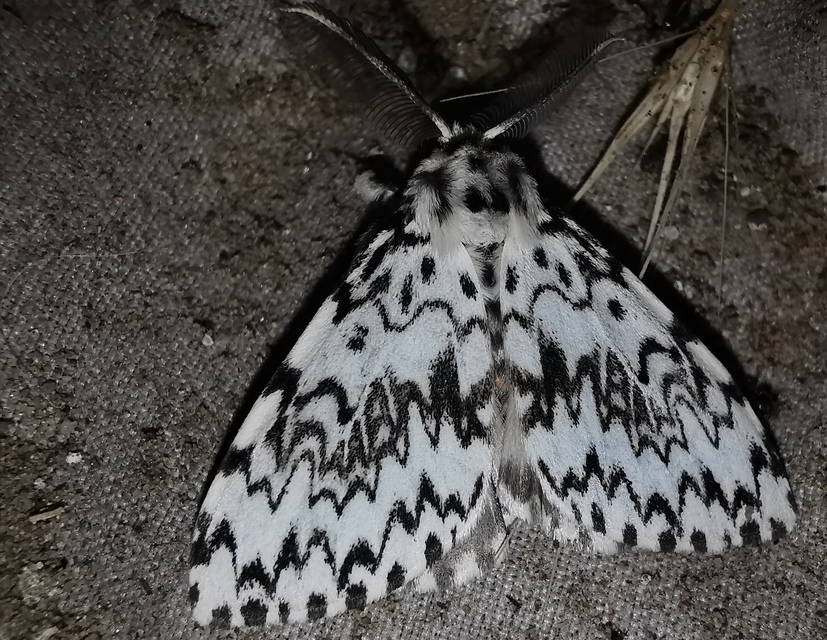 Lymantria monacha - apácalepke