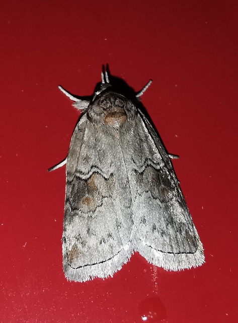 Nycteola asiatica - nyárfa-trapézbagoly