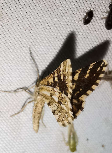 Narraga fasciolaria/tessularia