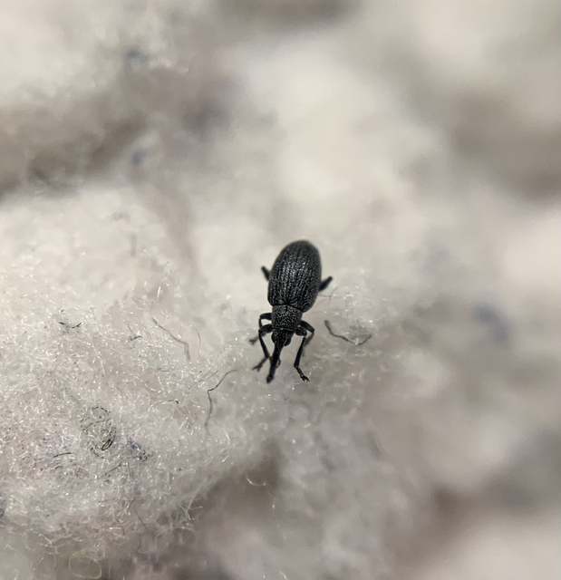 Catapion pubescens - széles cickányormányos Catapion pubescens - széles cickányormányos