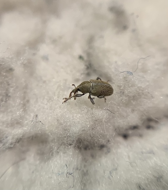 Tychius meliloti - nagyfogú tímárormányos