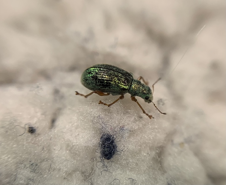 Polydrusus corruscus - kecskefűz-lombormányos