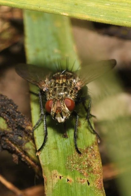 Peleteria varia