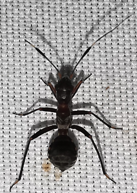 Myrmecoris gracilis - hangyapoloska