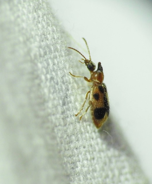 Notoxus monoceros - sárgahasú nyakszarvúbogár