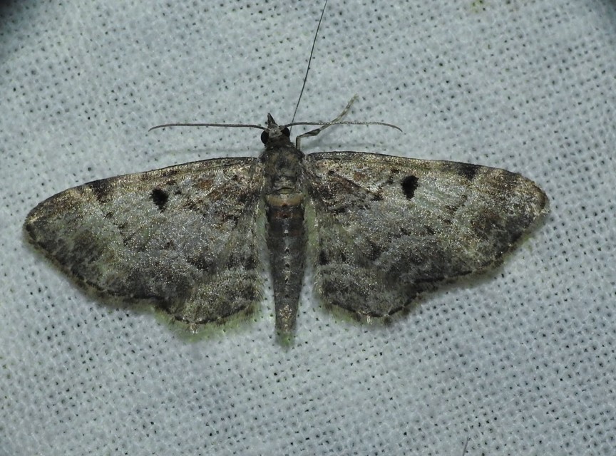 Eupithecia