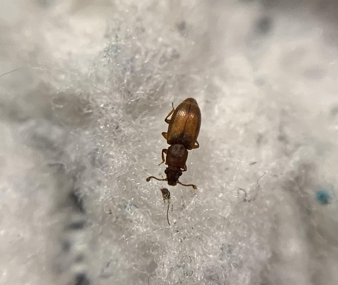 Monotoma picipes - közönséges törekbogár