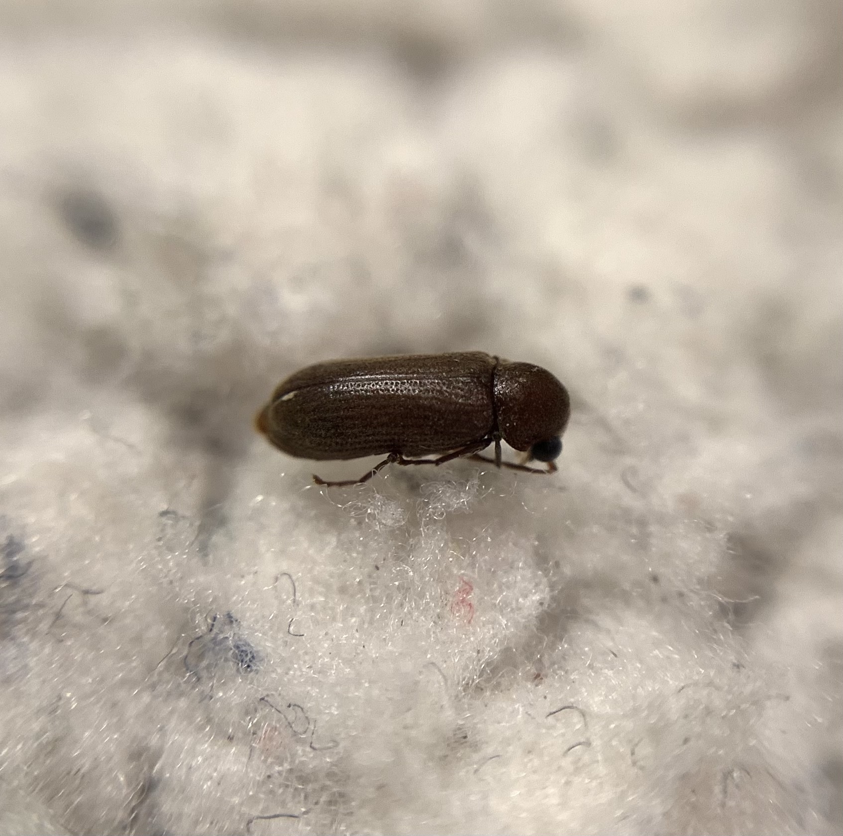 Oligomerus brunneus - barna álszú