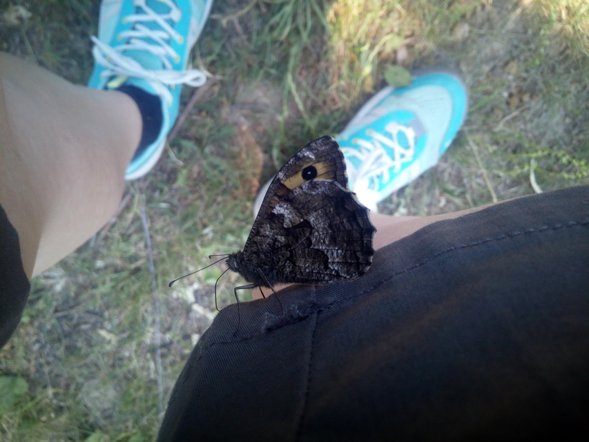 Hipparchia semele - barna szemeslepke