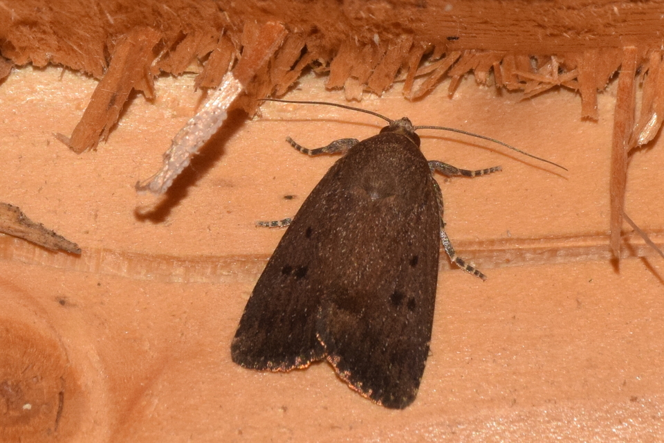 Amphipyra tragopoginis - bakszakállbagoly