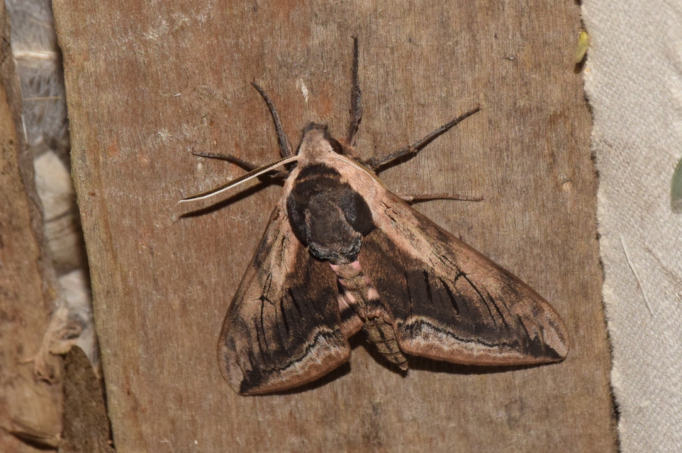 Sphinx ligustri - fagyalszender
