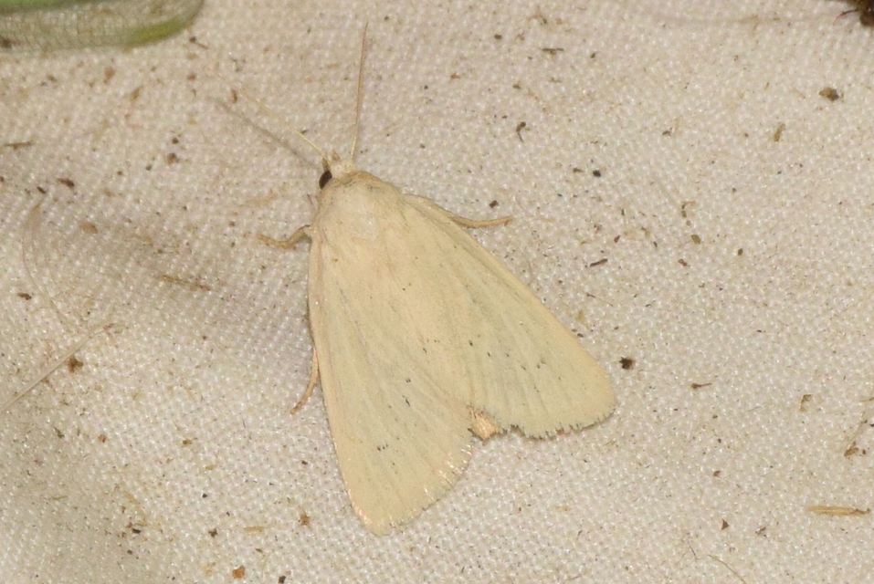 Photedes morrisii simonyisandori - Simonyi Sándor sásbaglya