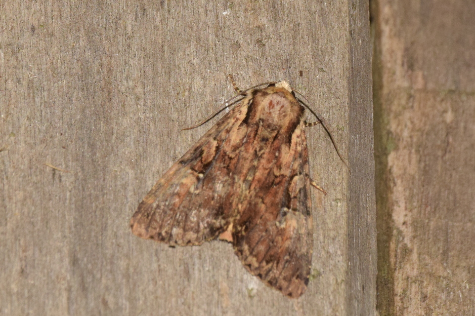 Apamea epomidion - vörösbarna dudvabagoly