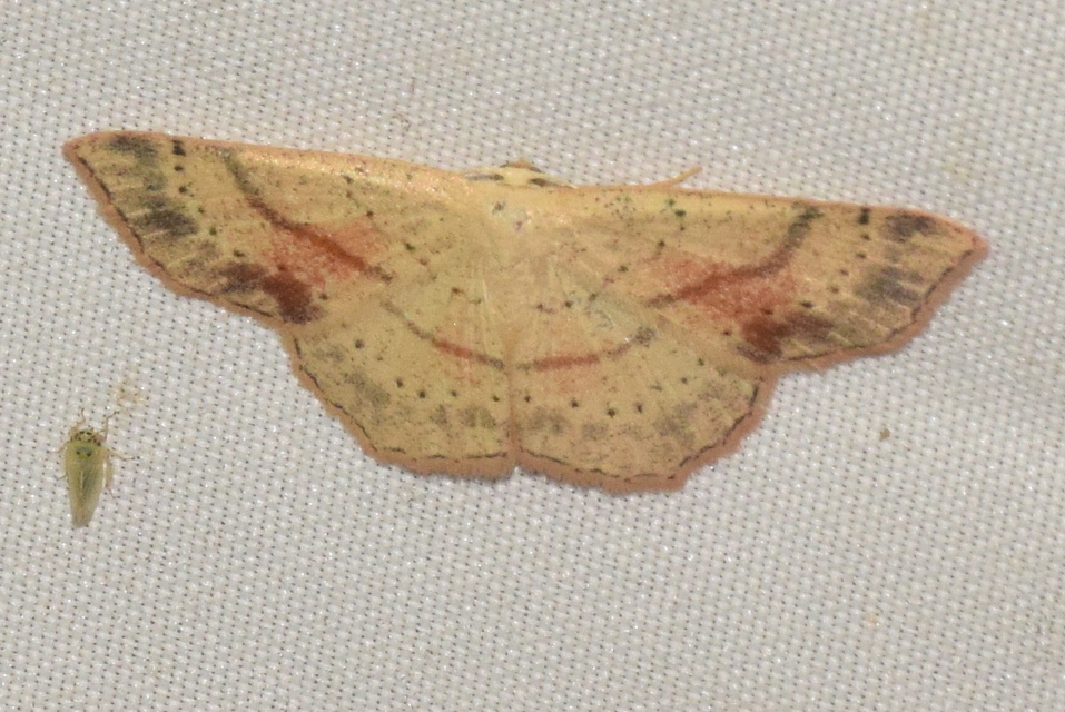 Cyclophora punctaria - sávos pettyesaraszoló