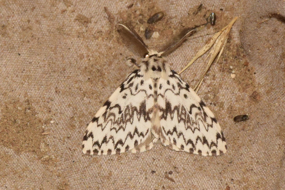 Lymantria monacha - apácalepke