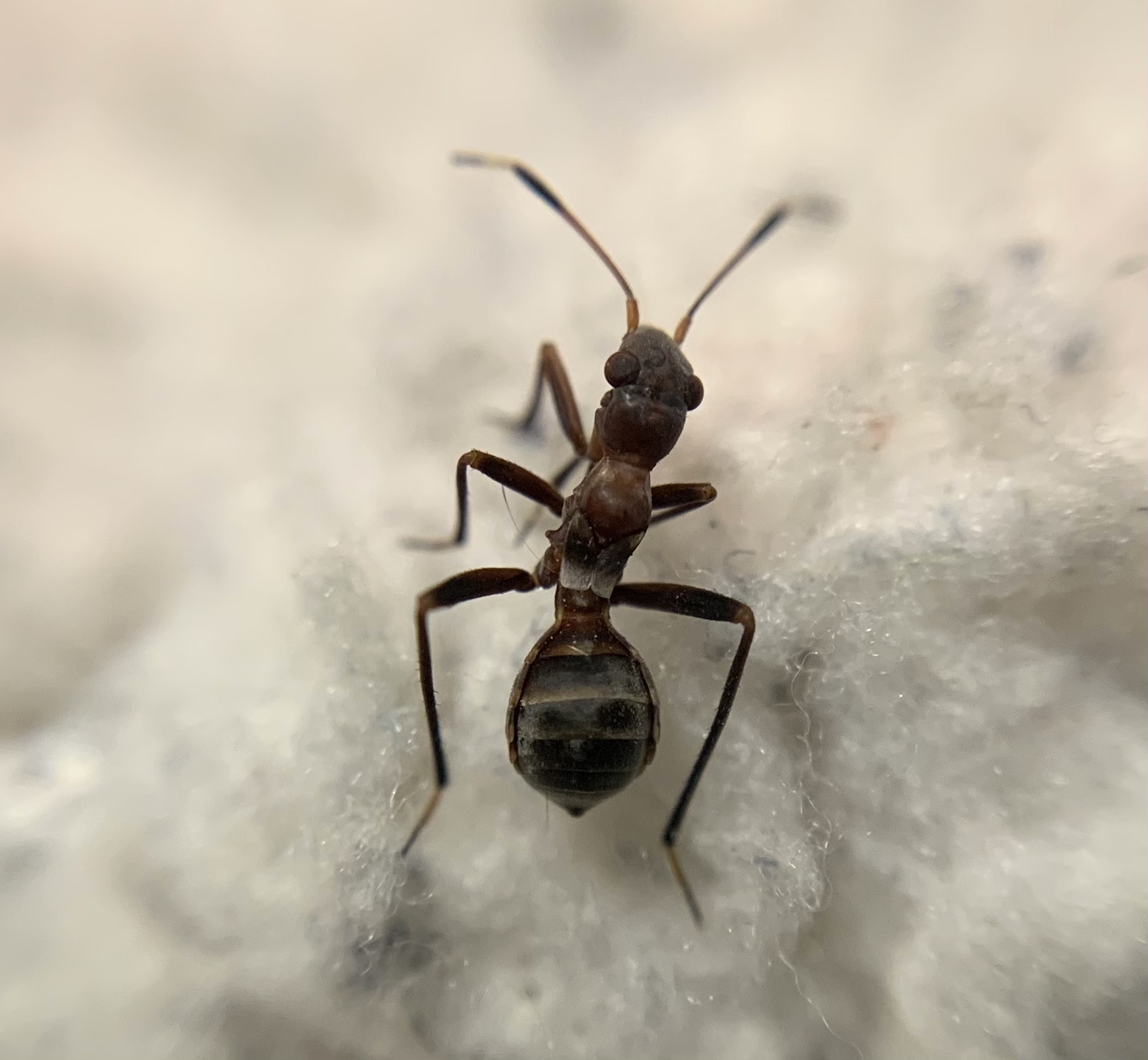Myrmecoris gracilis - hangyapoloska