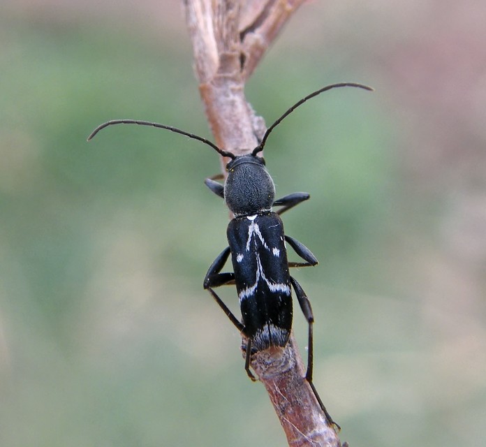 Chlorophorus sartor - feketevállú darázscincér