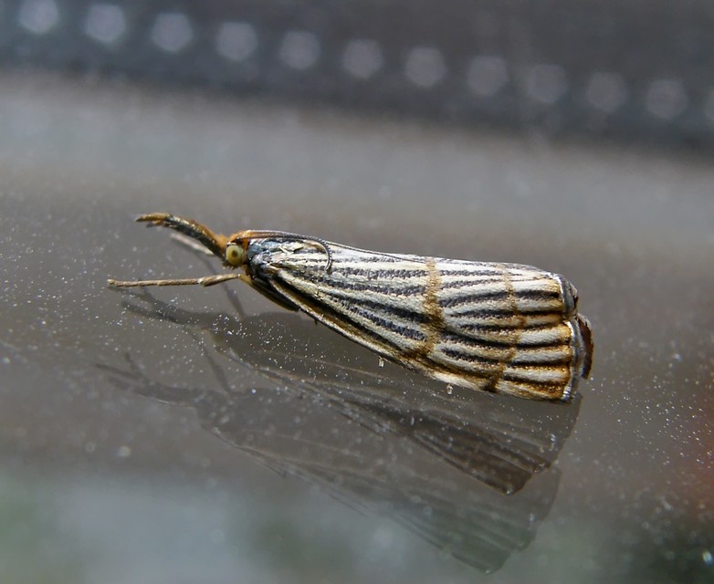 Chrysocrambus linetella - déli fűgyökérmoly