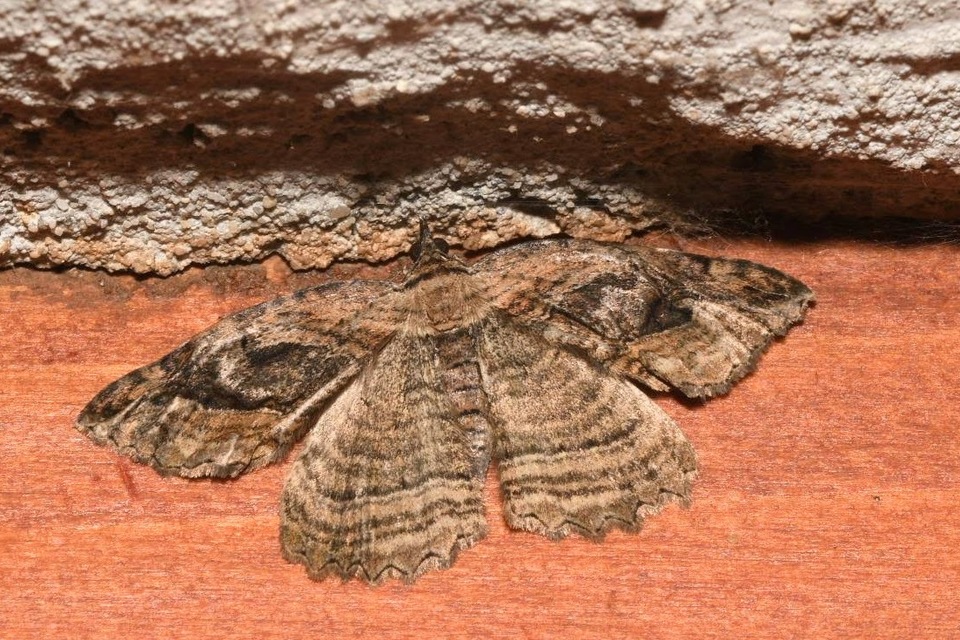 Philereme transversata - varjútövis-araszoló