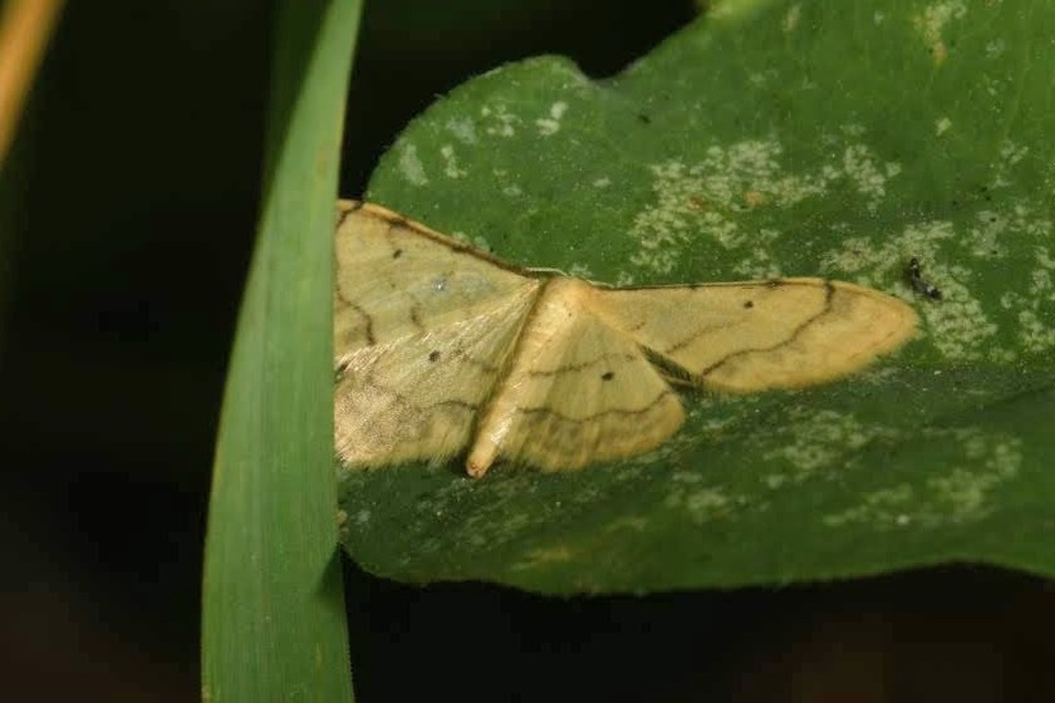 Idaea politaria - vonalas apróaraszoló