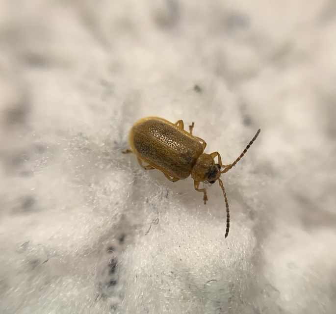 Galerucella calmariensis