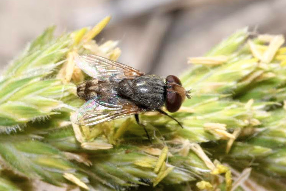Miltogramminae