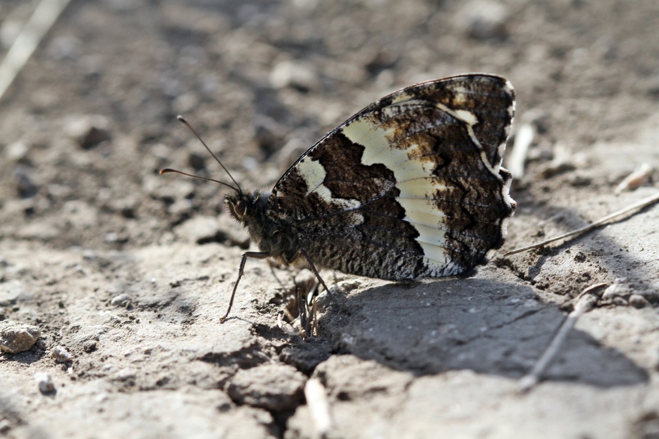 Brintesia circe - fehéröves szemeslepke