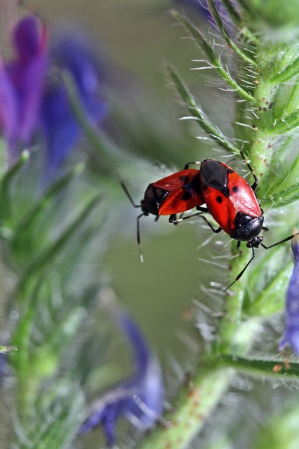 Deraeocoris rutilus - cinóber mezeipoloska