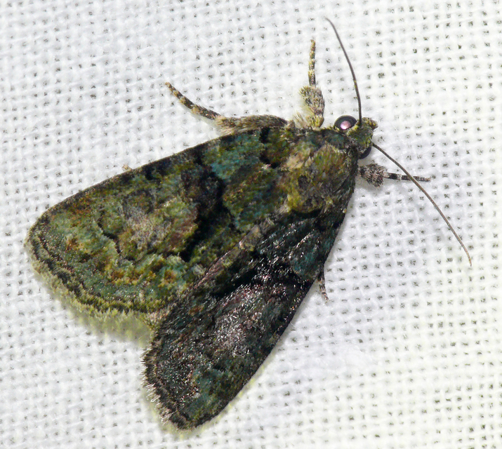 Cryphia algae - sárgászöld zuzmóbagoly