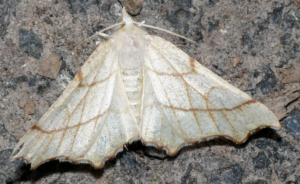 Ennomos quercinaria - tölgyfa-levélaraszoló