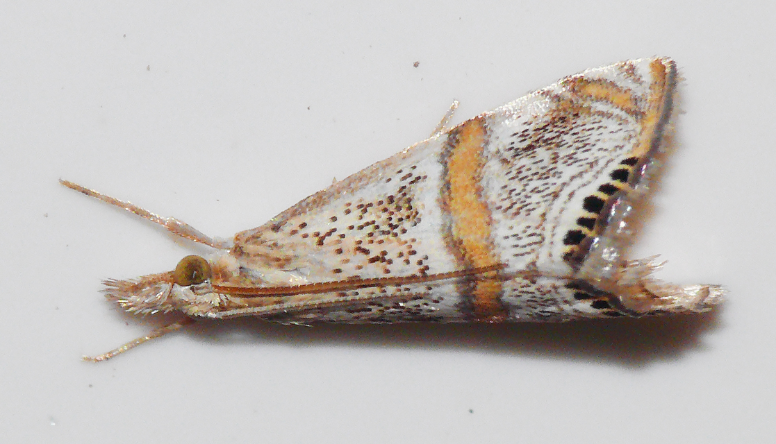 Euchromius superbellus