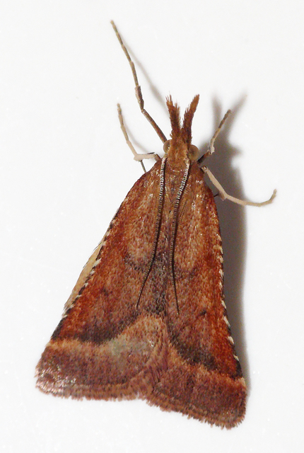 Synaphe punctalis - hosszúlábú fényilonca