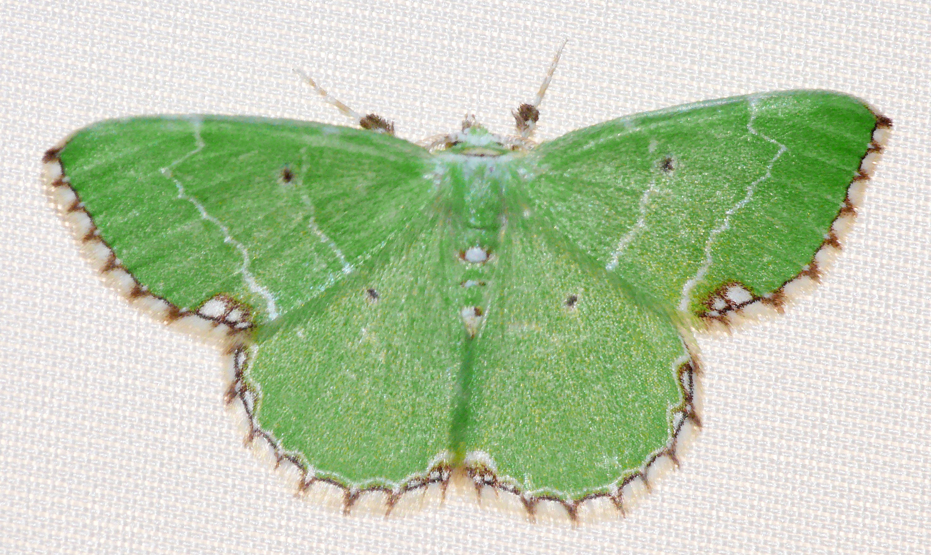 Proteuchloris neriaria