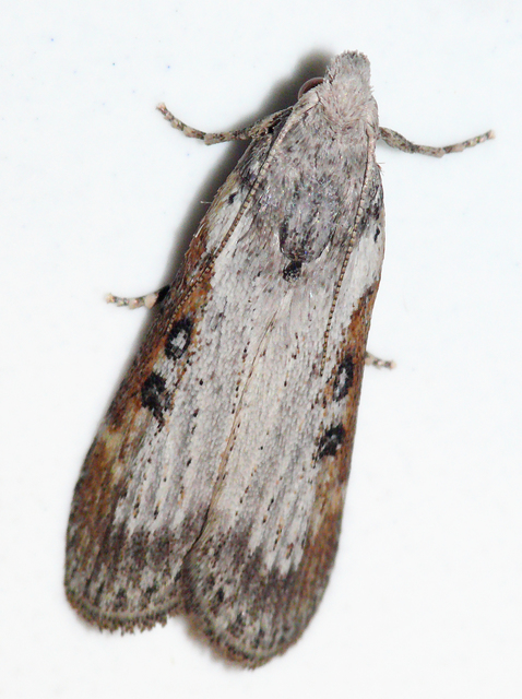 Galleriinae