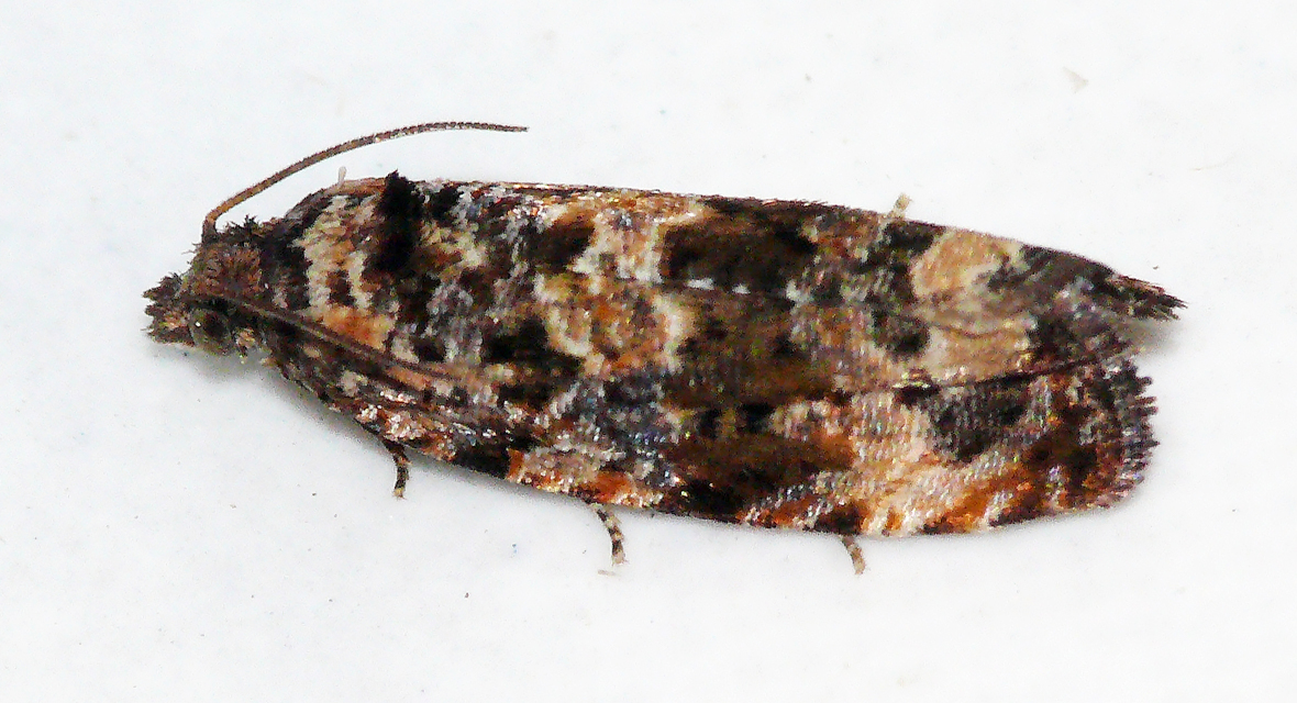 Olethreutinae