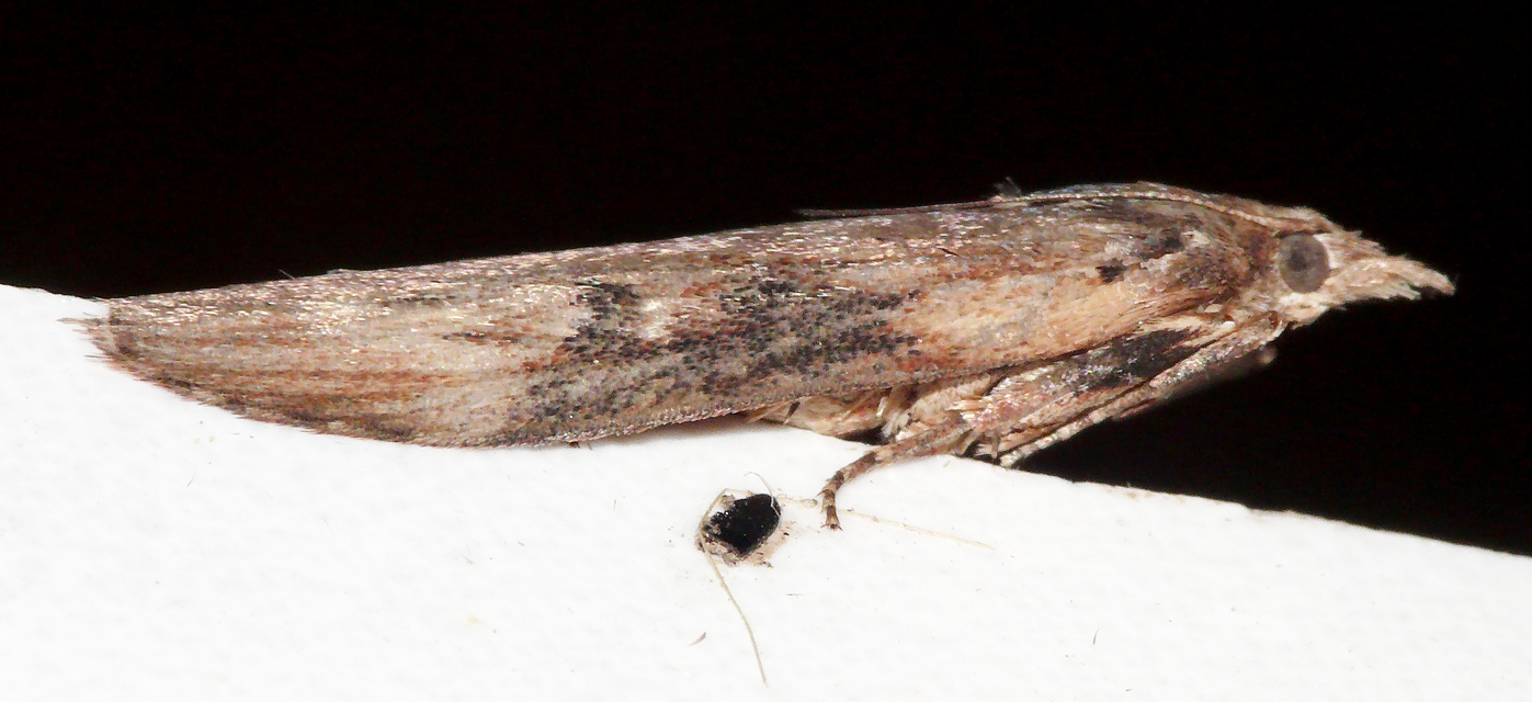 Galleriinae