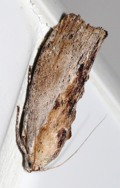 Galleria mellonella - nagy viaszmoly
