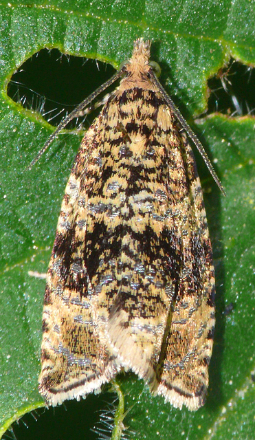 Celypha lacunana - vízparti tükrösmoly