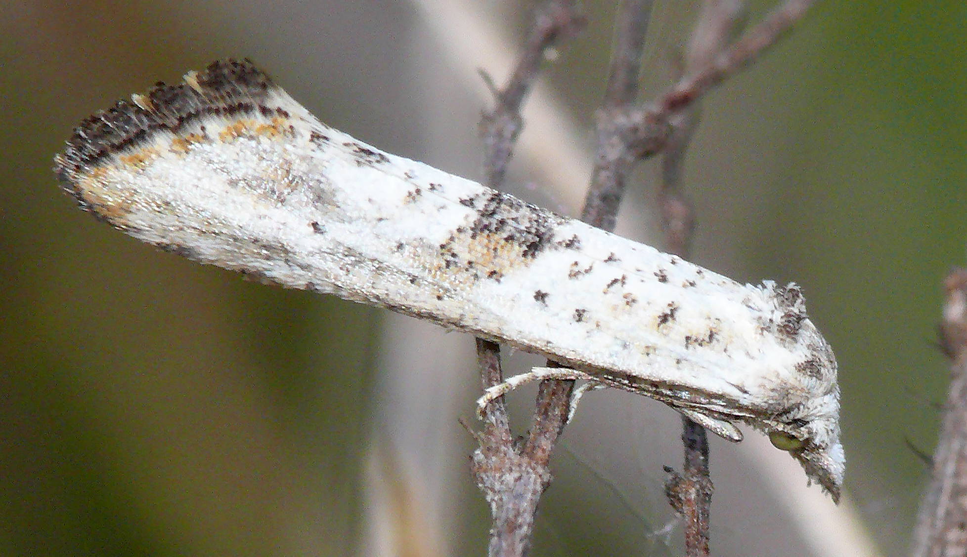 Cochylimorpha elongana - karcsú fúrómoly