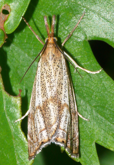 Thisanotia chrysonuchella - tavaszi fűgyökérmoly