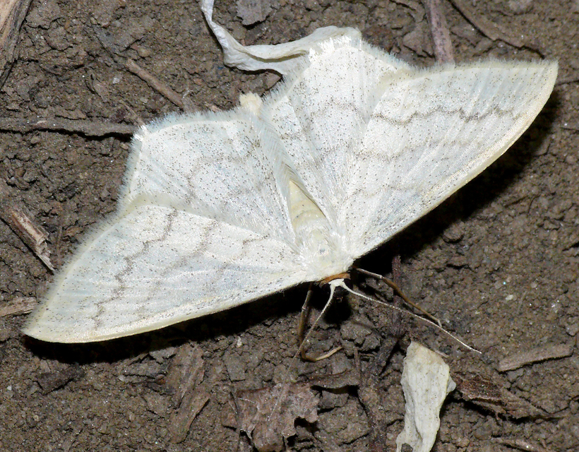 Scopula floslactata - tejfehér sávosaraszoló