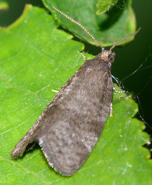 Tortricidae - sodrómolyfélék