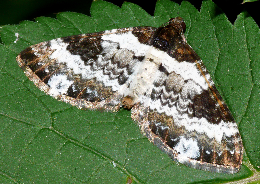 Melanthia procellata - hullámos tarkaaraszoló