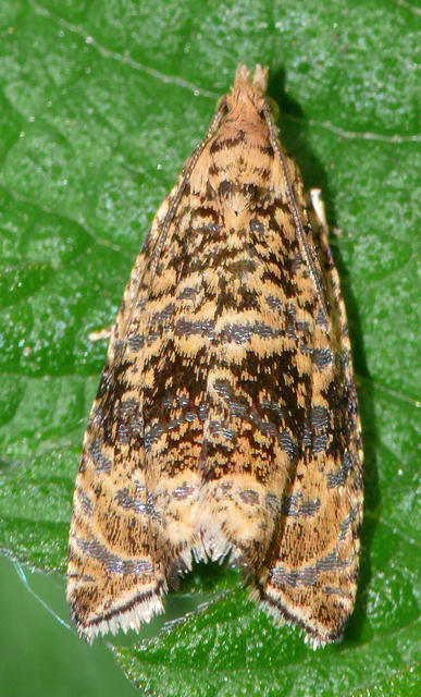 Celypha lacunana - vízparti tükrösmoly