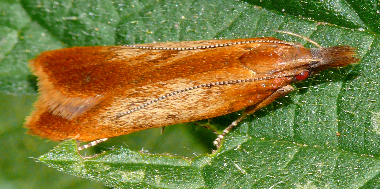 Dichomeris ustalella - barnásvörös sarlósmoly