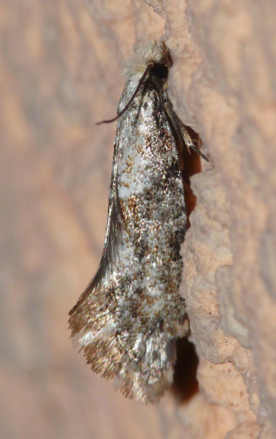 Cochylini
