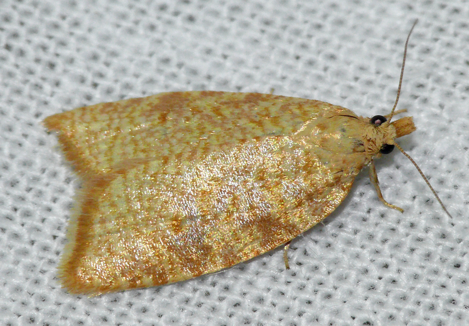 Aleimma loeflingiana - tölgylevél-sodrómoly Aleimma loeflingiana - tölgylevél-sodrómoly